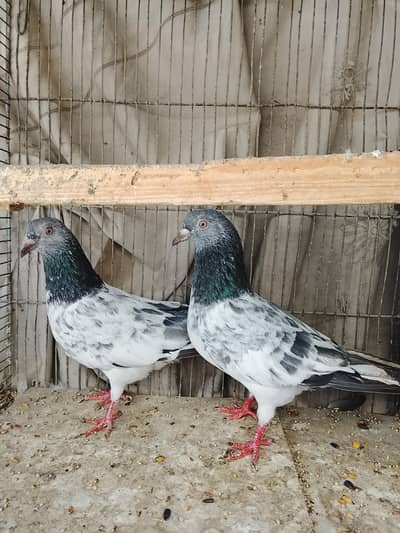 kabli