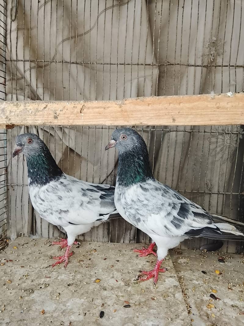 kabli 0