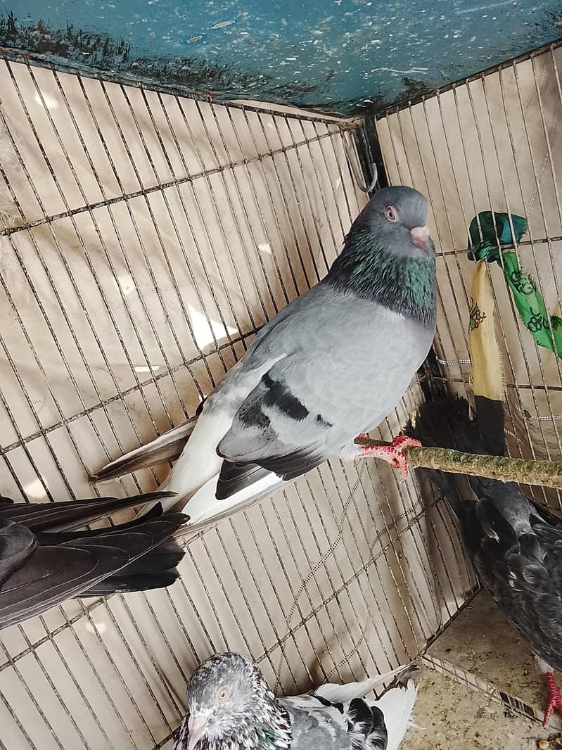 kabli 1