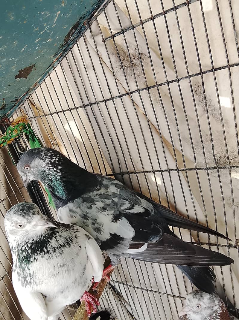 kabli 2