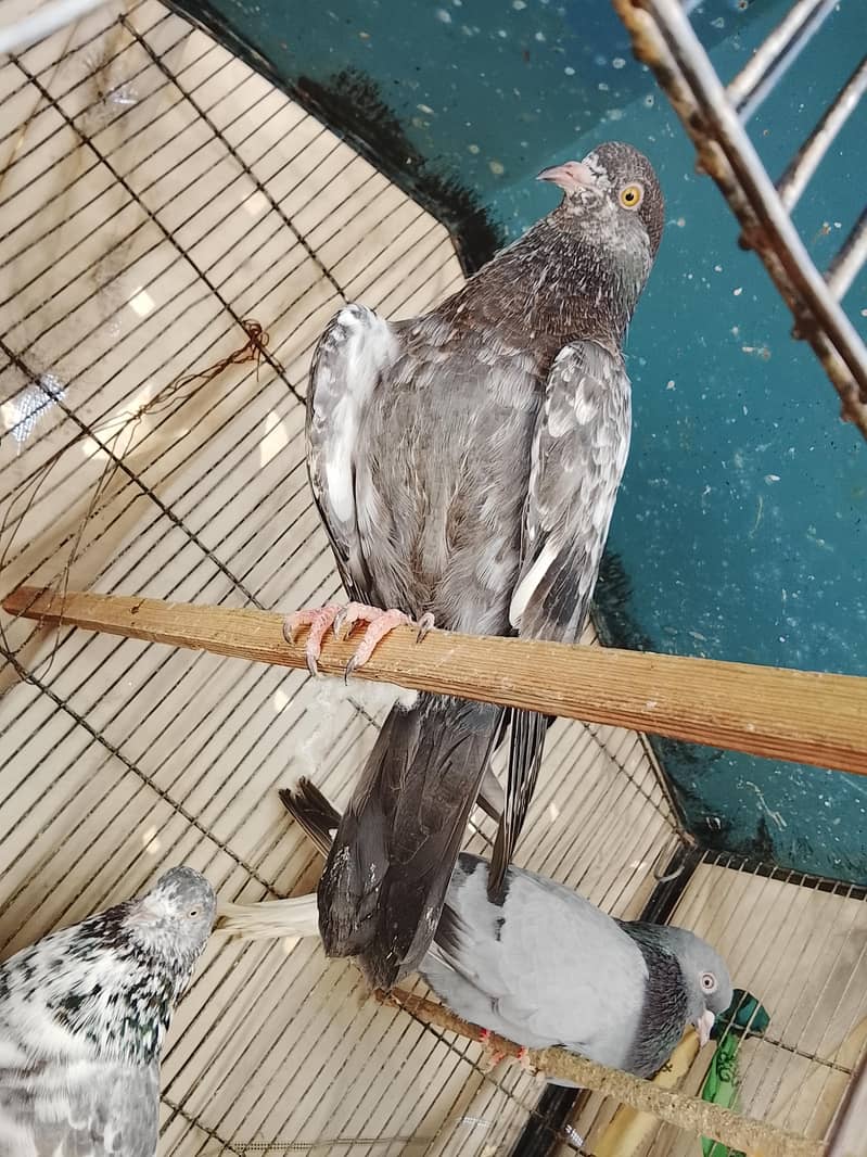 kabli 4