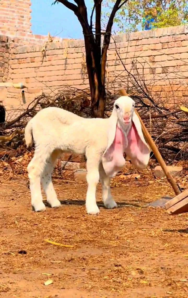 کجلا بکرا فار سیل پیور  عمر تین ماہ 1