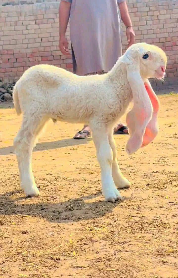 کجلا بکرا فار سیل پیور  عمر تین ماہ 2