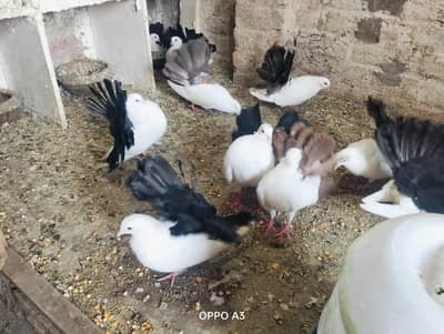 4 breeder pair  ( total ) 17 piece