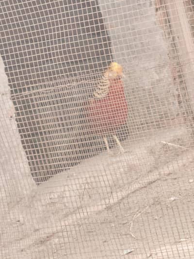 Red golden bird