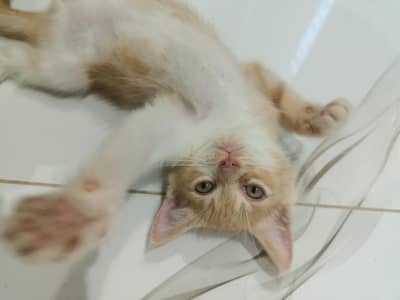 Kitten