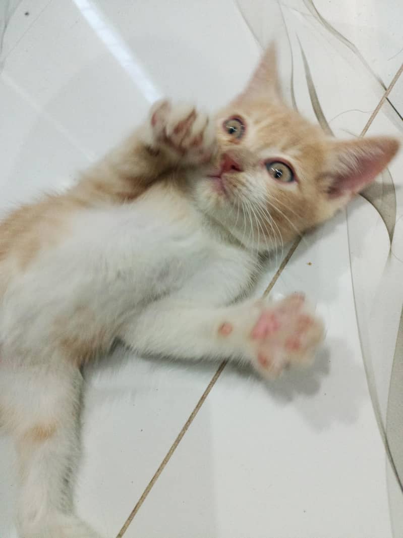 Kitten 1