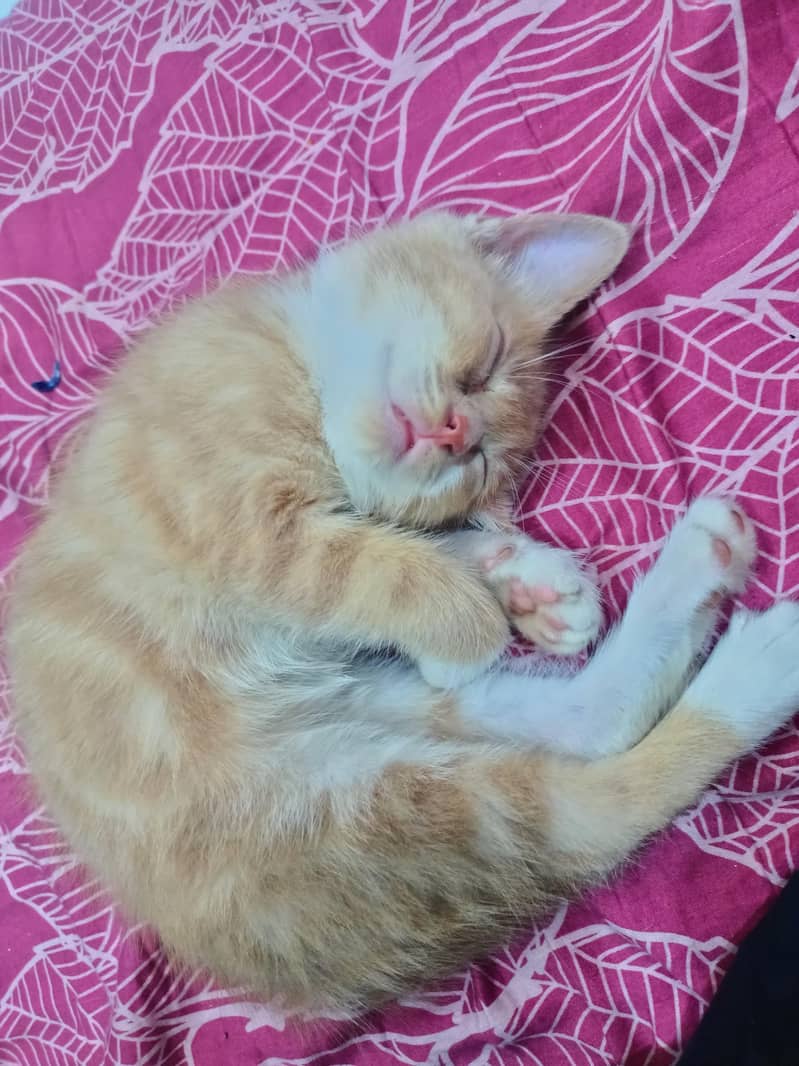 Kitten 2