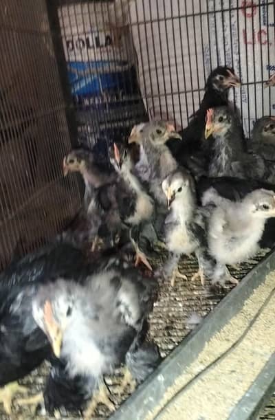 bantam chicks