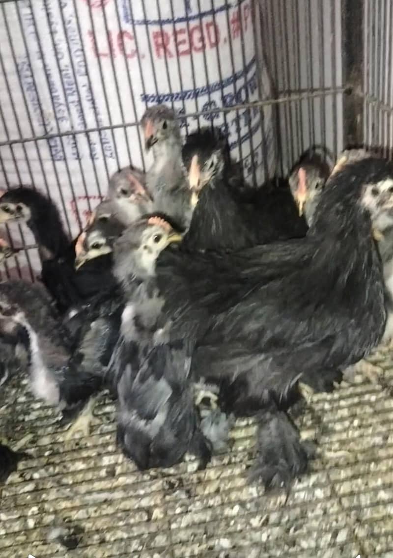 bantam chicks 1