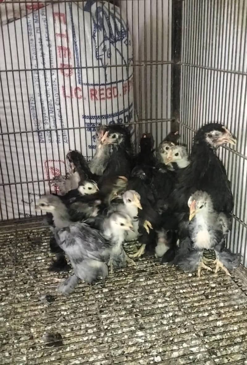 bantam chicks 2