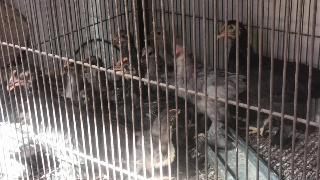 bantam chicks 3
