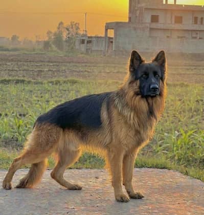 German Shepherd Long coat For Sale