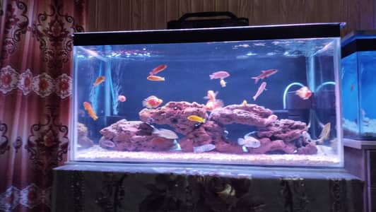 3 ft aquarium complete set-up, with fishes