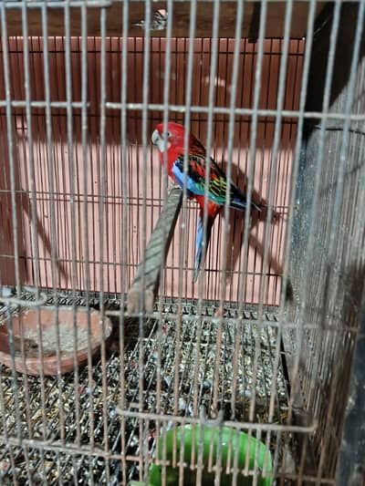 Red Rossilla 3 pairs