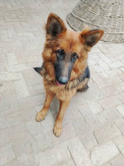 German shepherd female long coated