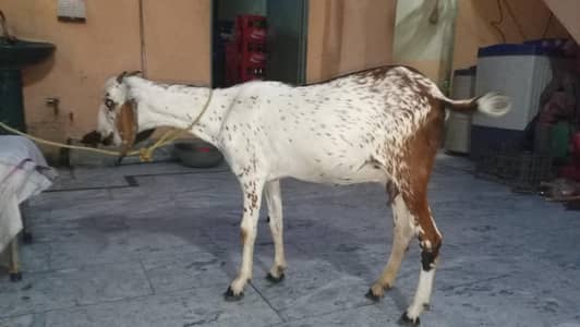 مکھی چینی پٹ فار سیل