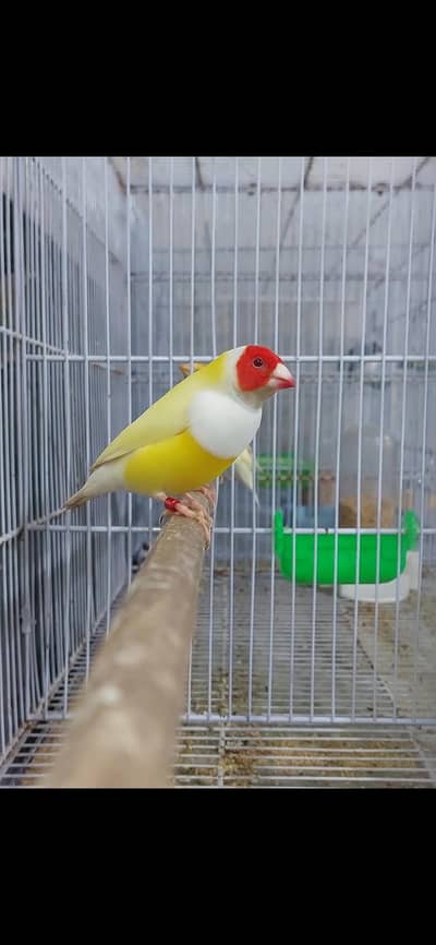 blue . red eyes gouldian
