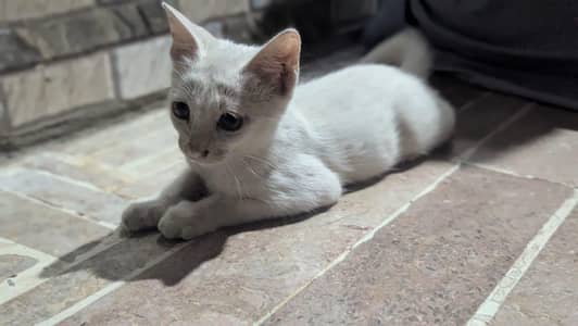 for sale