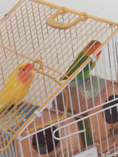 parrot for sale