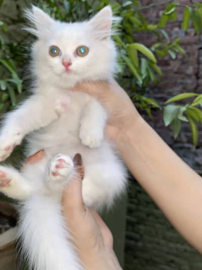Persian hn or 2 months k healthy n hygiene babe hn