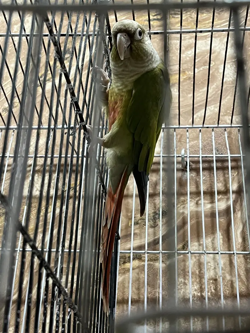 100% Breeder pineapple conure female with history Whatsapp 03241876757