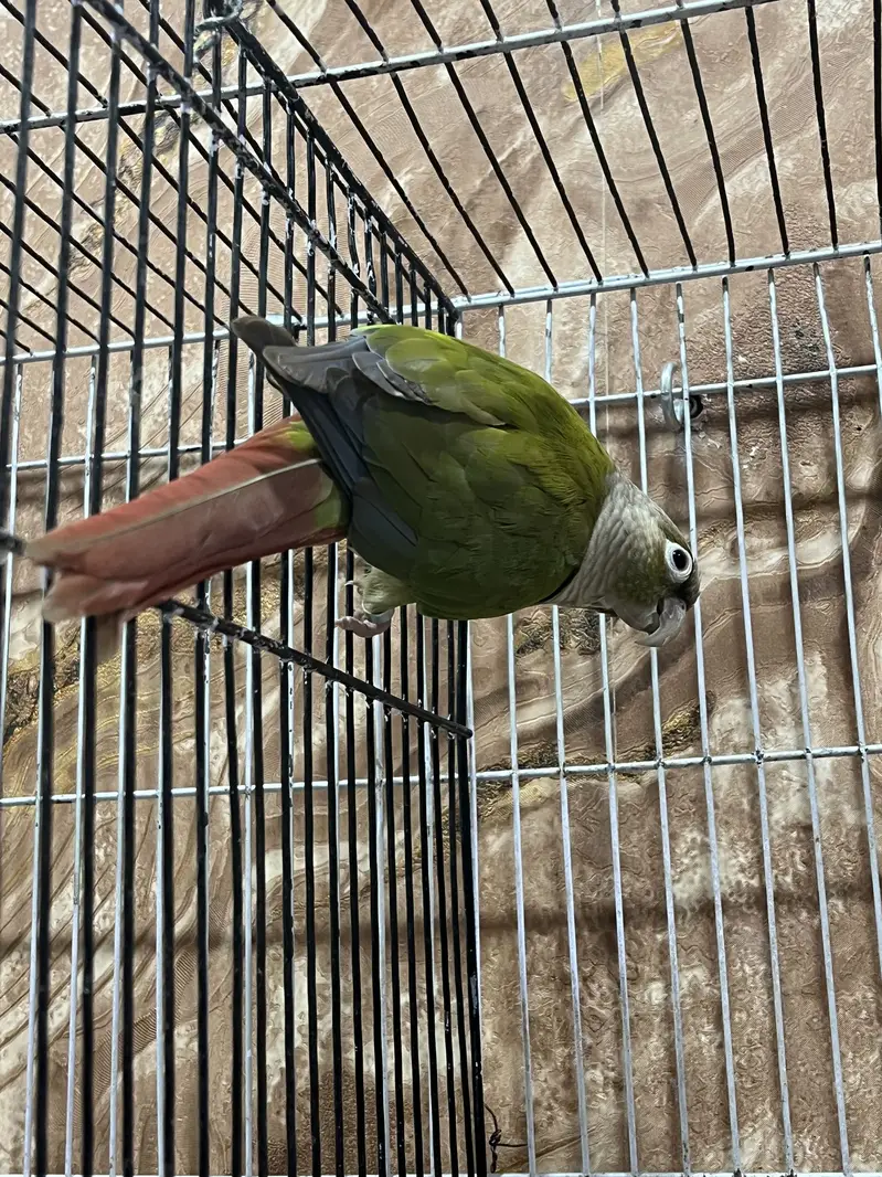 100% Breeder pineapple conure female with history Whatsapp 03241876757 — photo 2