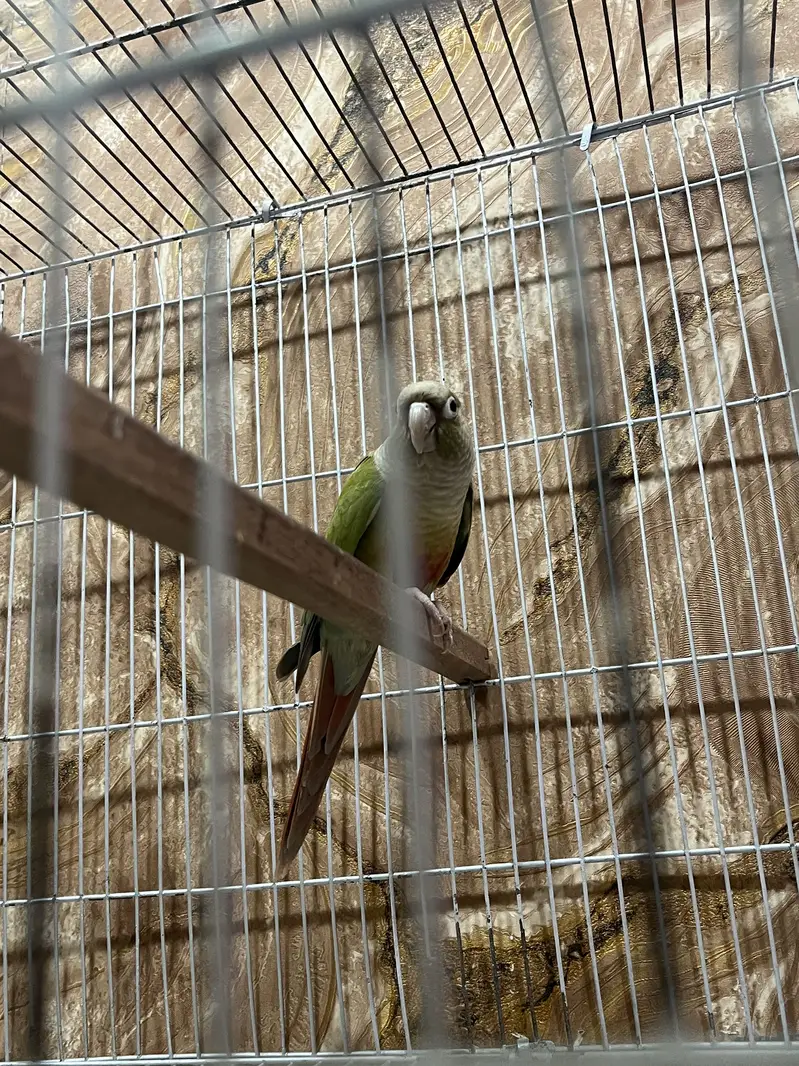 100% Breeder pineapple conure female with history Whatsapp 03241876757 — photo 3