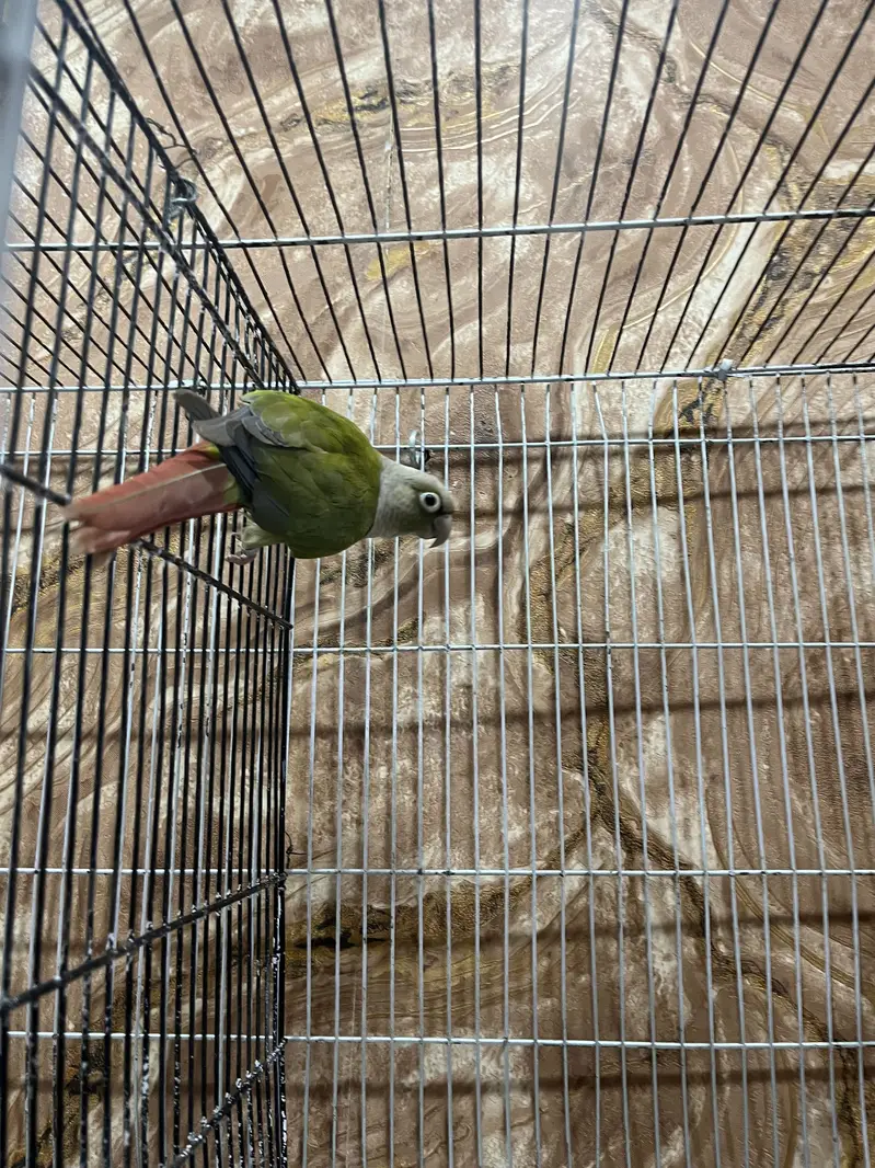 100% Breeder pineapple conure female with history Whatsapp 03241876757 — photo 4