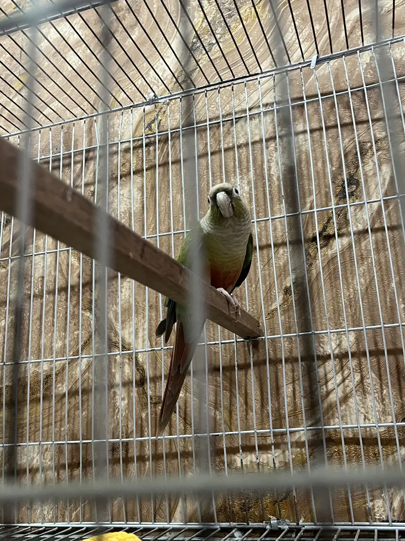 100% Breeder pineapple conure female with history Whatsapp 03241876757 — photo 5