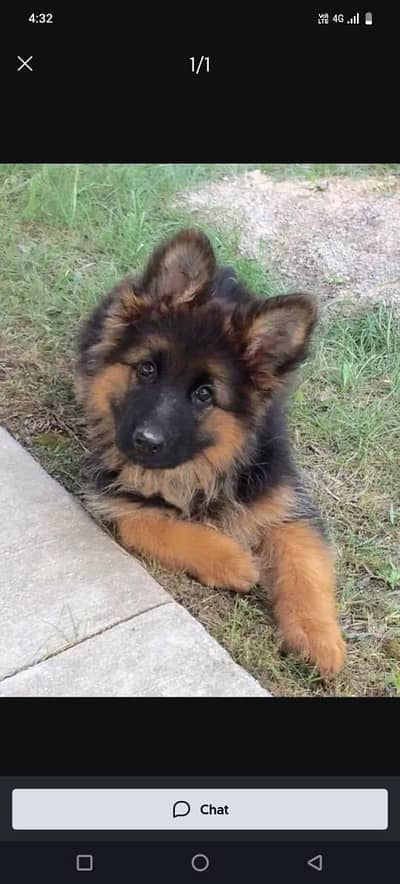 German Shepherd puppies and active vip pure breed Whatsapp 03410623551