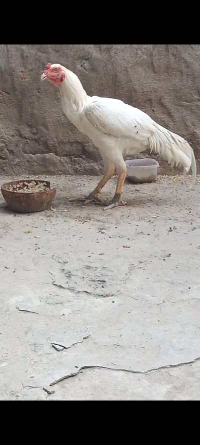 Heera aseel aik sal plus no exchange only sale