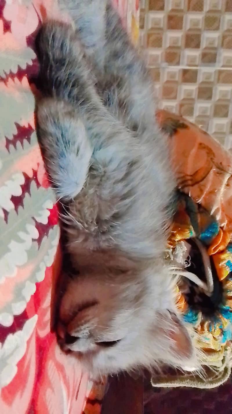 persian 1
