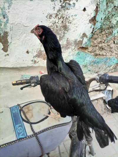 egg ki garanti