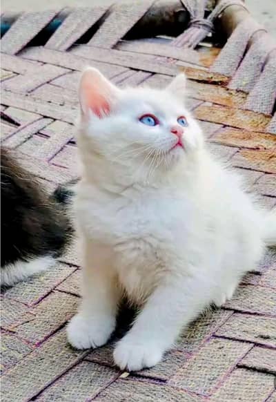 blu eys triple coted kittan 03125718522 whatap