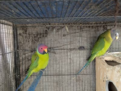 Plum Head ready to bread pair