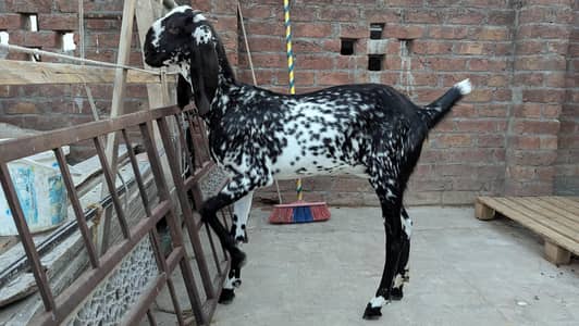 healthy bakri ,active