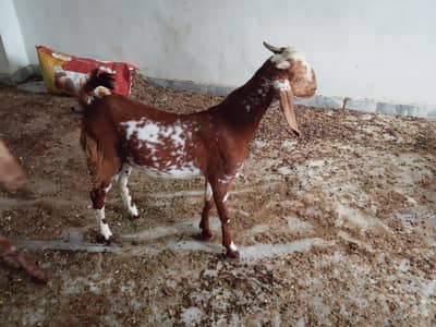 Makhiny real full add