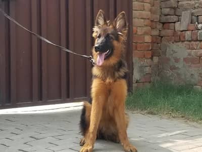 German shepherd female long coated