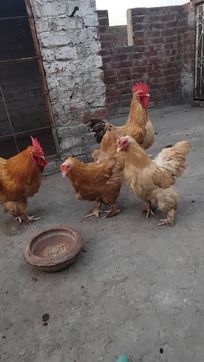2 Pair Golden Puff Available for Sale