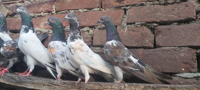Tasveer waly sialkoti jaldaar pigeons for sale.
