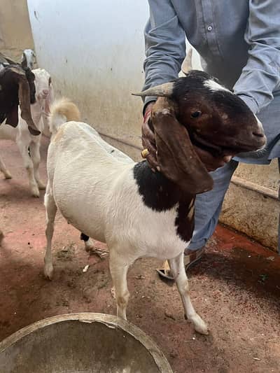 bakri for sale gabban / bachay
