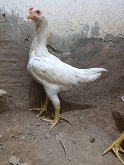 White o shamo chicks