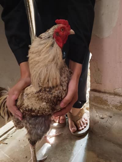 breader murgha or murghi 3 chiks