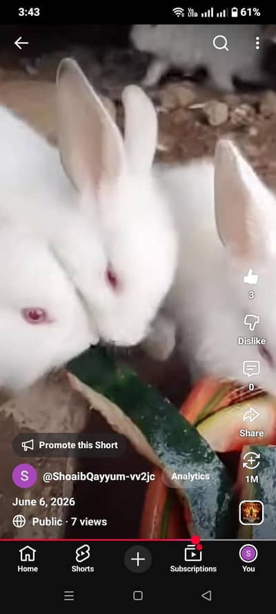 white angora cross 