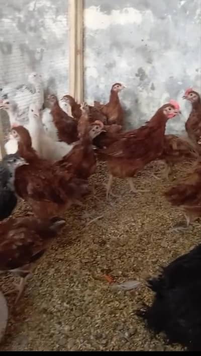 RIR Chicks Adult piece Heavy Buff