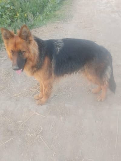 German shepherd female