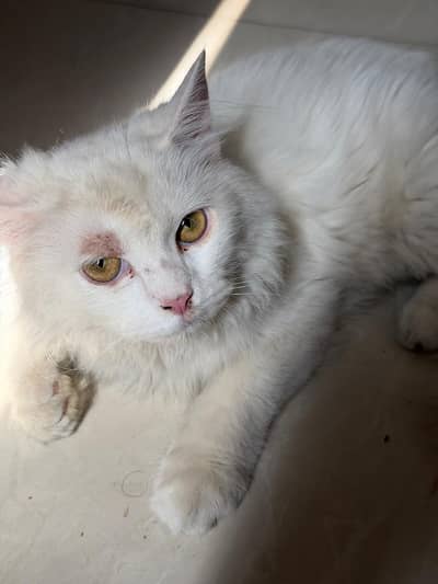 Persian cat (litter trained) 7 months  triple coated