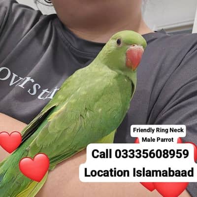 Hand Tamed Full Friendly Green Ring Neck Male Parrot