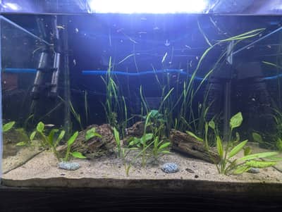 Aquarium plants and fishes